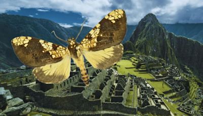 Descubren una nueva especie de mariposa en Machu Picchu: ¿cómo se llama y cuáles son sus características?