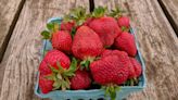 Pick your own strawberries at these seven farms in Central Jersey