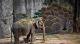 "World's saddest elephant" has died