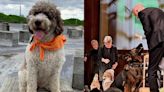 Dogs perform Mozart with orchestra in Denmark (VIDEO)