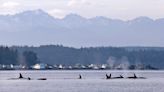 Ruling clouds future of southeast Alaska king salmon fishery