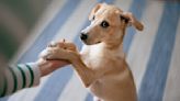 Why Do Dogs Put Their Paw on You? Canine Experts Explain What Your Pup May be Communicating