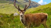 This 'celebrity' red deer in Scotland was put down after tourists fed it croissants, snacks