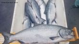 CDFW Offers Important Information for California Anglers Bound for Oregon’s Recreational Ocean Salmon Fisheries: Oregon ...