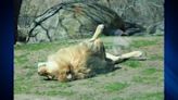 Franklin Park Zoo lion makes full recovery from pneumonia, officials say
