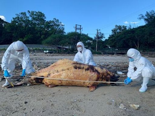 兩中華白海豚擱淺貝澳沙灘死亡 初生海豚僅剩骸骨