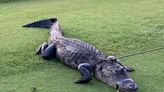 Man, 79, Attacked by Alligator While on Early Morning Walk at Florida Country Club: 'I’m Bleeding'