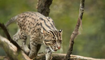 Endangered Asian Wildcat Explores New Habitat at Memphis Zoo with Wide-Eyed Wonder