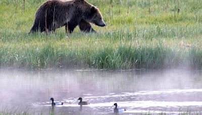 Man picking berries in Montana kills grizzly bear in self-defense