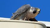 Peregrine falcon population makes 'phenomenal' recovery in Wisconsin and Minnesota