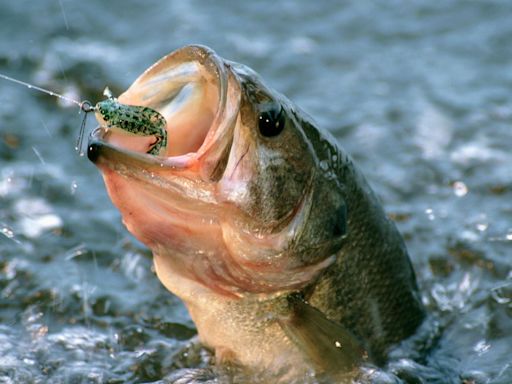 Por qué los peces se están achicando y cómo puede afectarnos este fenómeno