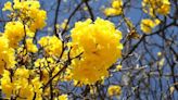 Temporada de floração dos ipês-amarelos colore as ruas do Distrito Federal