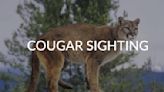 Cougar sighting reported in Cowiche Canyon west of Yakima