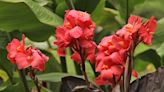 How To Grow And Care For Cannas