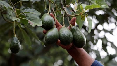 As cartels take a stake in ‘green gold,’ US and Mexico rethink how avocados reach American kitchens