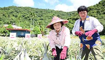 員山二湖鳳梨上市 選購用手輕拍果實厚重紮實就是好鳳梨 | 蕃新聞