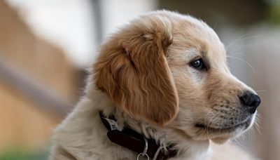 Golden Retriever Puppy’s Precious Reaction to Hearing Thunder Goes Viral