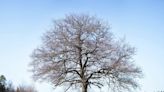 Living Tree Converted into a Nest-Like Concert Space in Rural Sweden