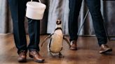 Groom Surprises His Bride With a Penguin Ring Bearer on Their Wedding Day (WATCH)