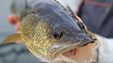 Walleye anglers wanted in Wisconsin's Northern Highland Fishery Research Area - Outdoor News