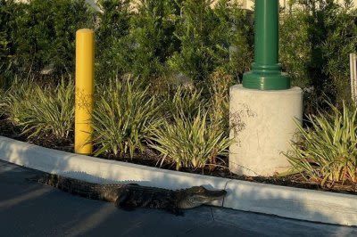 Look: Firefighters eject alligator from Starbucks drive-through - UPI.com