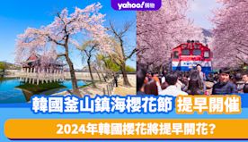 韓國櫻花2024｜韓國2大櫻花祭典提前開催！鎮海櫻花節3.22、...