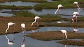 Aves migratorias en África amenazadas por calor y sequías
