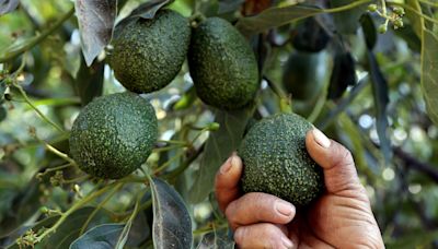How Mexico’s lucrative avocado industry found itself smack in the middle of gangland