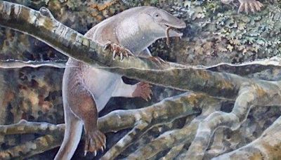 Australian scientists discover ancient 'echidnapus'