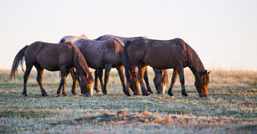 Wild horses allowed to remain at N.D. national park