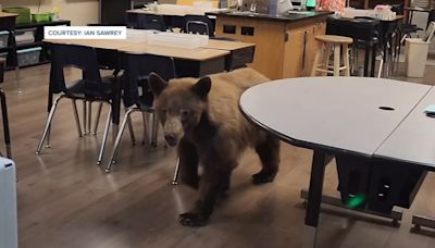 California teacher finds bear in her classroom as she prepares for the new school year