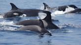 Las orcas obligan a extremar la precaución en el Estrecho