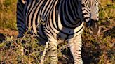 4 zebras make a break for it near North Bend, WA State Patrol says