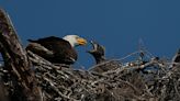 Does SWFL Eagle Cam's M-15 have a new girlfriend? What you need to know about 3 intruders