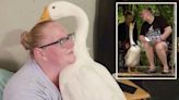 Pet lover fighting Iowa town to keep goose as an emotional support animal