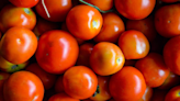 Heavy Rains In Hills Push Tomato Price In Delhi, Price Soar To Rs 75-85 Per Kg