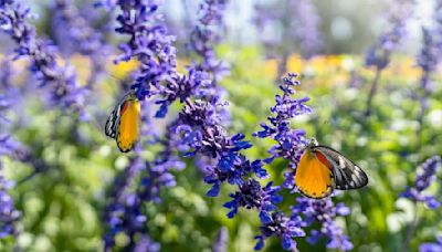 Striking salvias will please all summer long