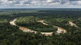 32 millones de Torres Eiffel: la increíble capacidad de almacenamiento de carbono que tienen los bosques