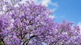 Jacarandas are blooming: Behind San Diego’s official tree