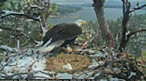 First Big Bear bald eagle egg probably not viable, expert says