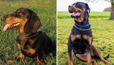 Dachshund, rottweiler have accidental litter: "Never seen anything like it"