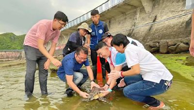 玳瑁擱淺卡魚鉤受傷取名「玳鉤」 治癒野放潮境保育區