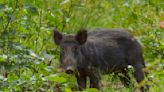 Hawaiian Family Rescues Wild Boar They Found Stranded in the Middle of the Ocean