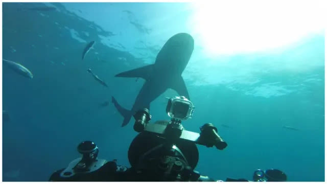 World’s Biggest Bull Shark? Streaming: Watch & Stream Online via Disney Plus
