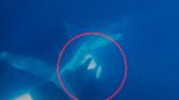 Watch an Orca Remove and Eat a Live Whale Shark's Liver