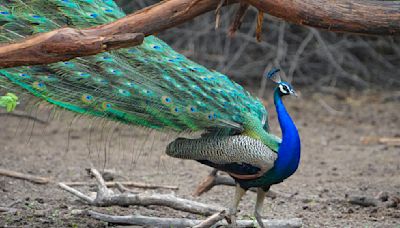 Telangana news: YouTuber booked for uploading video on how to cook ‘peacock curry’ | Today News