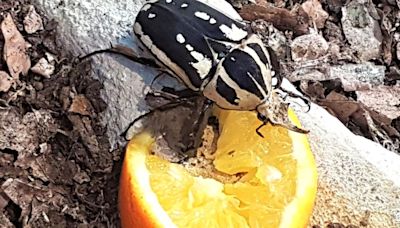 Butterfly attraction puts spotlight on beetles