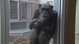 Look inside new chimpanzee complex at Indianapolis Zoo