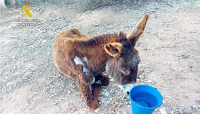 Investigado por abandonar a una burra enferma que acabó falleciendo en Estubeny, Valencia