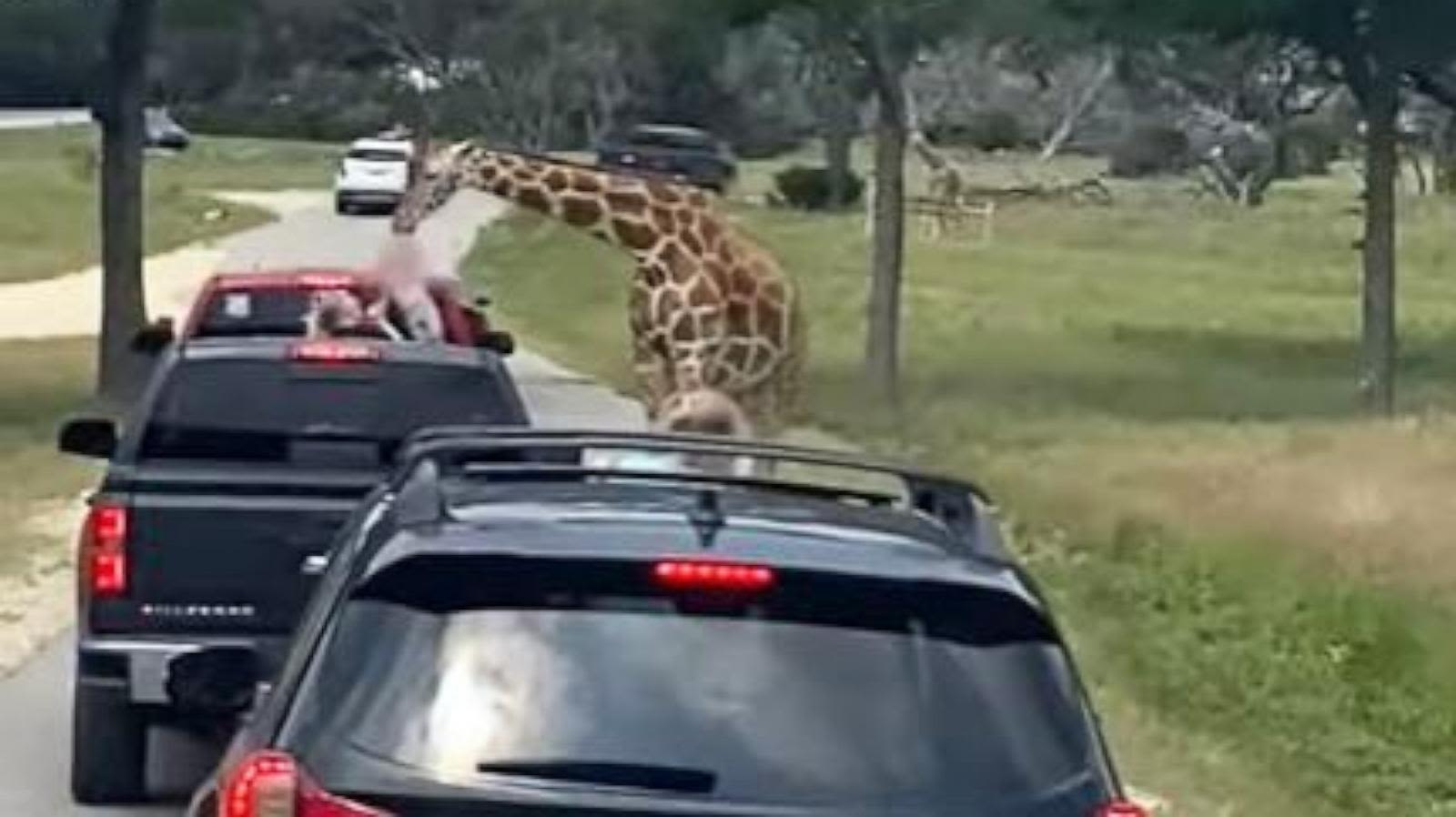 Family speaks out after giraffe picks up toddler in heart-stopping video
